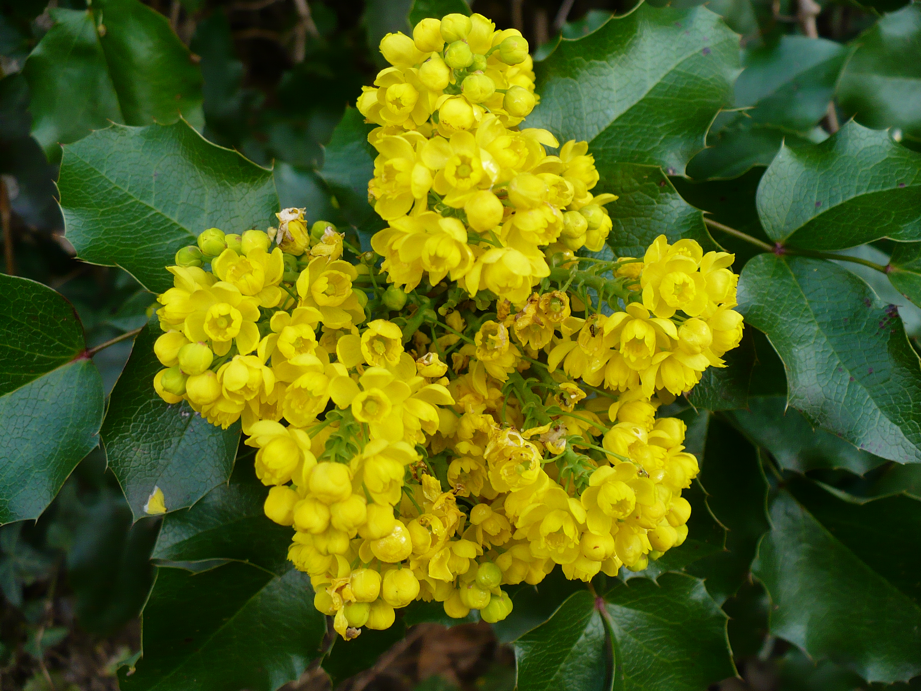 Mahonia aquifolium